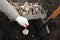 a gloved hand holds a garlic, next to it is a shovel in the ground, in the background is a box of garlic