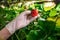 Gloved hand of young worker of vertical farm or greenhouse holding red ripe strawberry