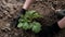 Gloved hands caring a young green sprout in fertile black soil.