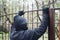 Gloved hands on fence closeup. Male thief an with hands in gloves trying to climb up a metal fence