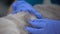 Gloved hands looking for fleas and mites in thick animal fur, pet health care