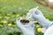 Gloved hands of scientist putting small sample of green seedling in petri dish with fertile soil