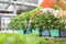 Gloved Hands Watering Plants In Greenhouse