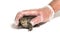 Gloved Human hand catching European common toad, Bufo bufo