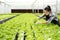 Gloved woman farmer in hydroponic garden working with green oak harvested in greenhouse.