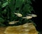 Glow Light Tetra, hemigrammus gracilis, Aquarium Fishes