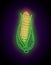 Glow single ear of sweetcorn with green leaves