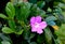 Glow Vine, Purple Bignonia, Bignonia magnifica