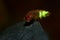 Glow Worm - Lampyris noctiluca female in the night, midnight in Croatia, luring males