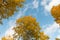 Glowing aspen tree tops by a blue sky