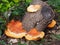 Glowing Autumn Ringless Honey Mushrooms.