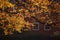 Glowing Autumn trees with wooden house