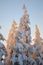 Glowing backlit trees covered in the snow