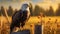 Glowing Bald Eagle Perched On Wooden Fence At Sunset