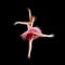 Glowing ballerina dancer dancing swan lake isolated