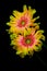 Glowing bicolor dahlia flowers with curly petals against dark background