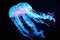 glowing bioluminescent jellyfish moving in the dark water