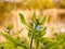 Glowing Blue Flowers on Plant and Above Fresh Green Leaves