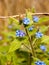 Glowing Blue Flowers on Plant and Above Fresh Green Leaves