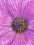 glowing bright purple daisy with complex dark blue and gold center