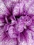glowing bright purple and white exotic orchid with an intricate petal pattern