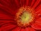 glowing bright red gerbera with complex gold center