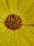 glowing bright yellow daisy with complex brown center