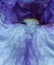 glowing brightly floral fantasy of a single blue turquoise and white tall bearded satin textured iris with delicate tongue