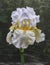 glowing brightly floral fantasy of a single yellow gold and white tall bearded iris