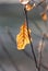 Glowing Brown Leaf