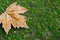 Glowing brown maple leaf on green grass. In the corner