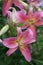 Glowing cluster of bright pink Oriental lilies growing in a summer garden