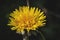 Glowing dandelion flower blooming in early spring