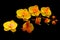 Glowing dual color phalaenopsis orchids with dark background