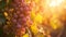 Glowing Elegance: Captivating Sunset Casting a Radiant Hue on Organic Flame Seedless Grapes