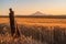 Glowing Field of Wheat ready to Harvest