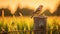 Glowing Finch Perched On Fence Post In Lush Cornfield