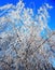 Glowing flora in a dark, winter forest under a celestial sky