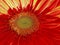 glowing gerbera with complex gold center and bright red petals