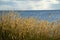 Glowing grass by the coast