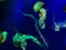 Glowing green jellyfish in deep blue water