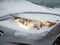 Glowing headlight of a car covered with snow