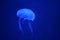 Glowing jellyfish in the dark