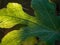 Glowing leaf with vein and other details