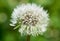 Glowing morning dew on dandelion flower seeds