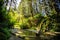 Glowing Morning in Fern Canyon, Prairie Creek Redwoods State Park, California