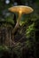 Glowing mushroom