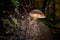 Glowing mushroom on bark with fireflies in dark forest