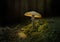 Glowing mushroom in forest