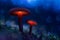 Glowing mushrooms in a fairy forest. The magic world of mushroom